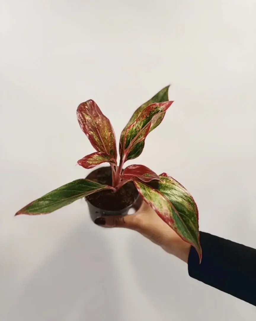 Miniatura: aglaonema crete