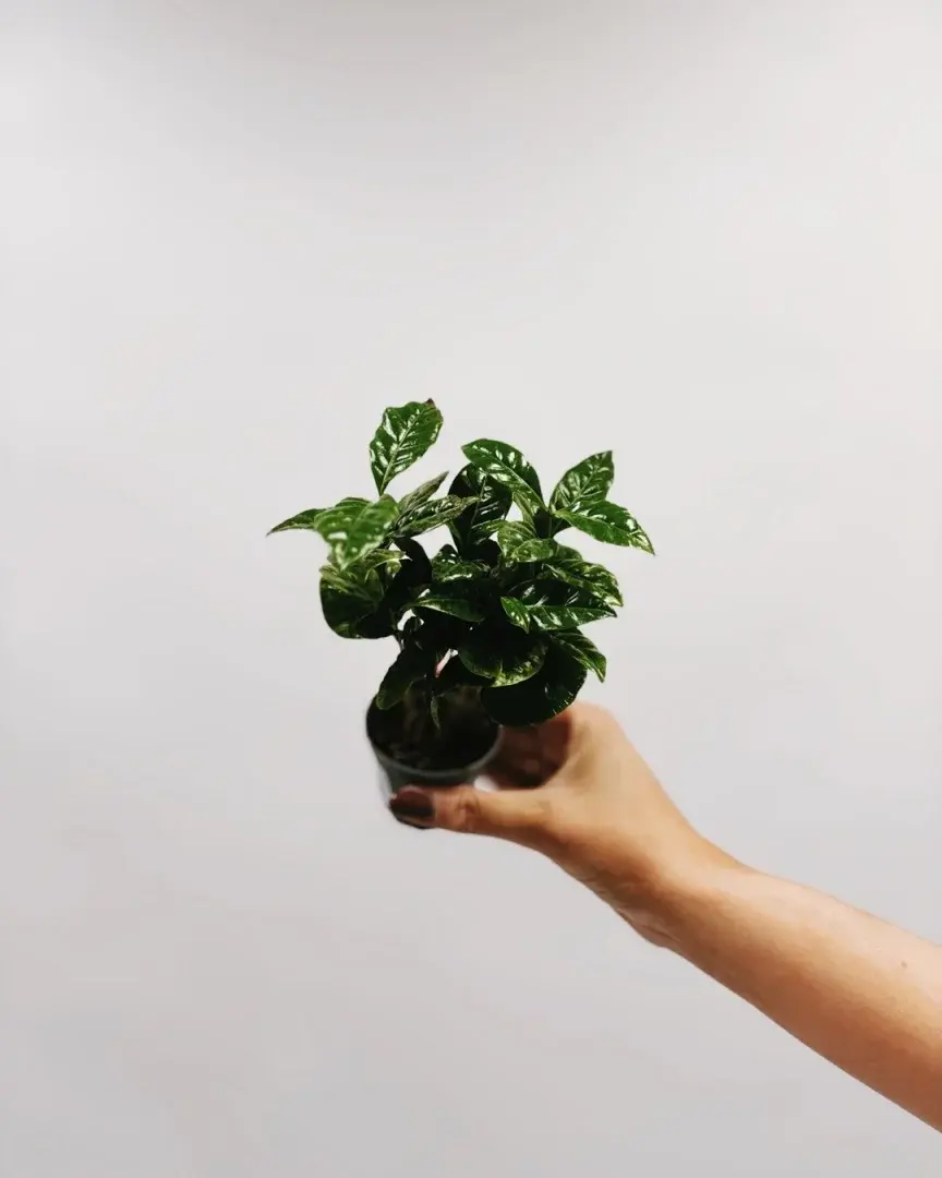 kawa średnica doniczki 6 cm