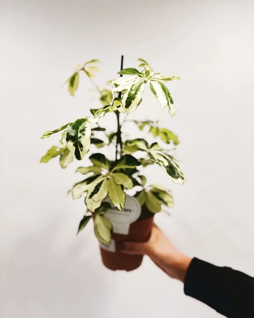 szeflera charlotte schefflera arboricola