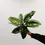 Miniatura: aglaonema onyx green mniejsza sadzonka
