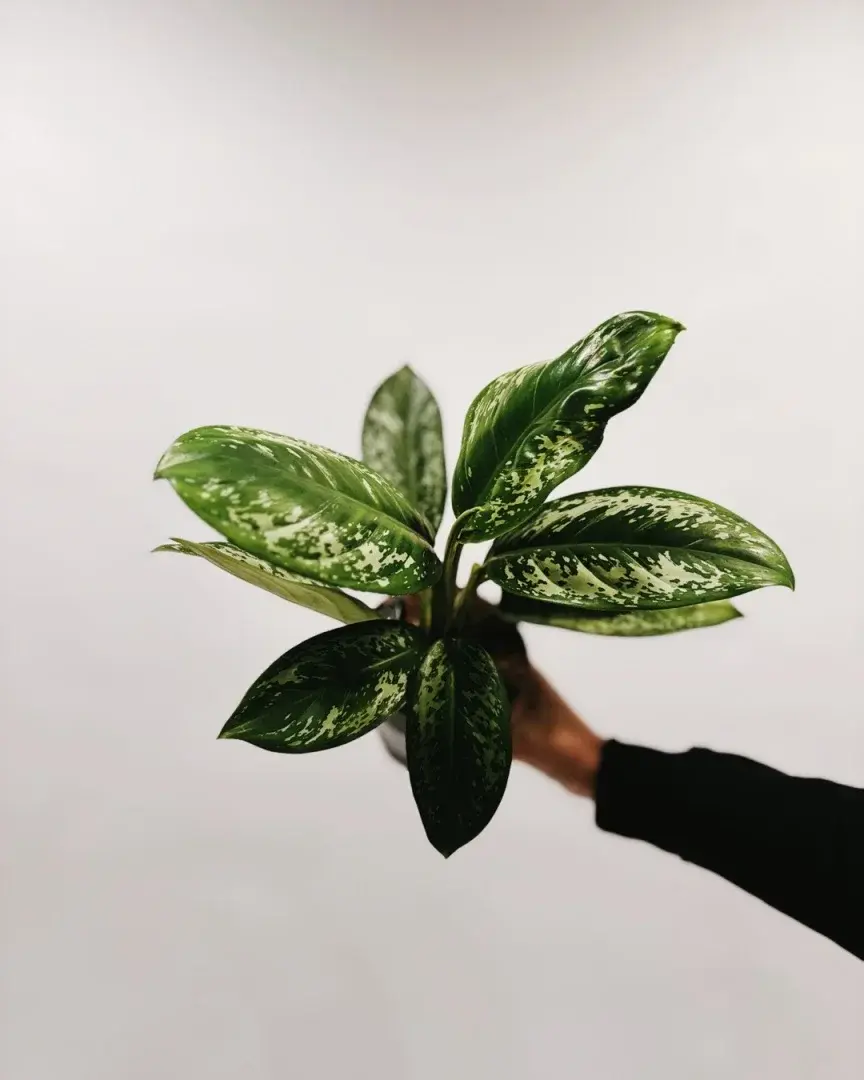 aglaonema onyx green mniejsza sadzonka