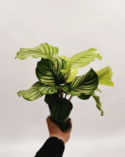 calathea orbifolia | rolinnik