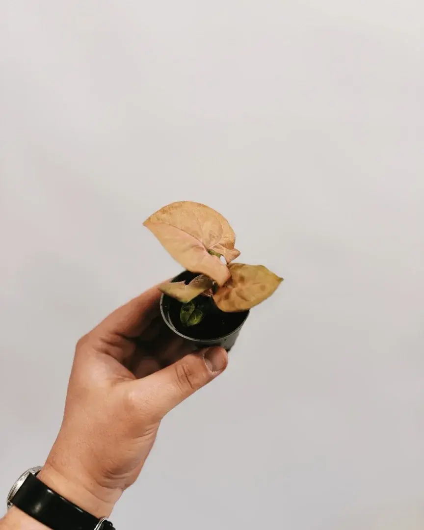 Miniatura: mini syngonium neon robusta