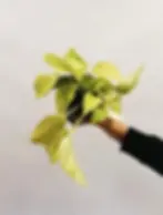 epipremnum champs elysees