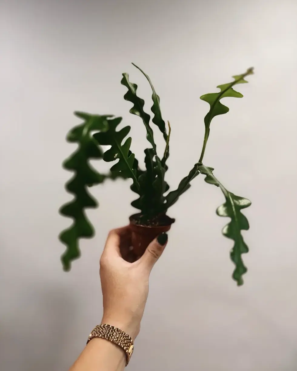 Miniatura: epiphyllum anguliger średnica doniczki 6 cm