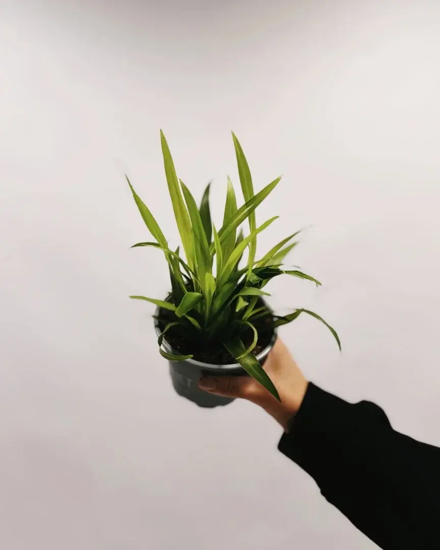 zielistka skovbrynet