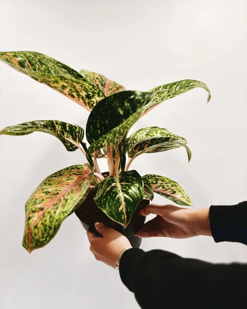 aglaonema spring red
