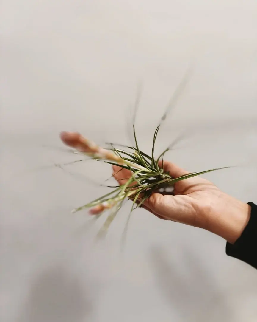 tillandsia schiedeana