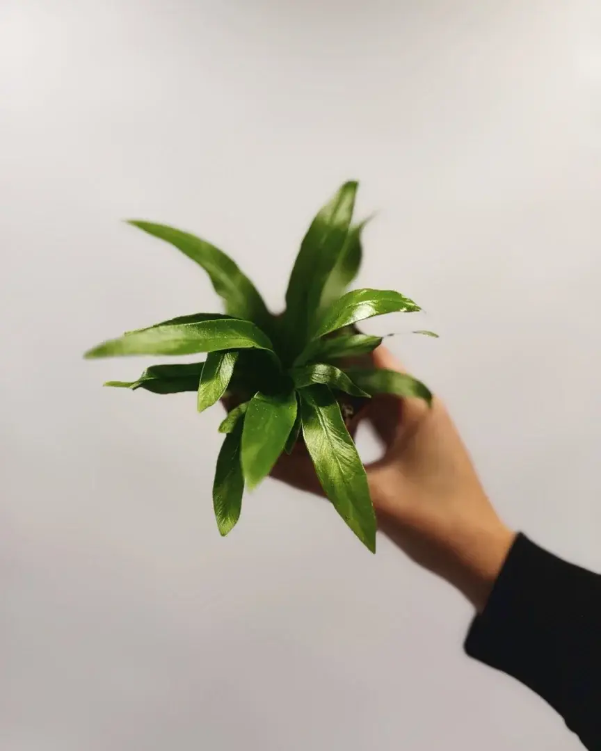 asplenium antiquum mała sadzonka