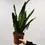 Miniatura: sansevieria zeylanica