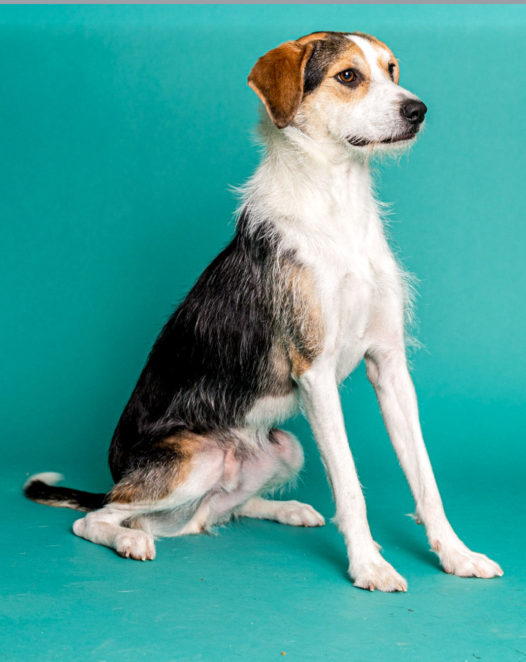 Rous | Dog