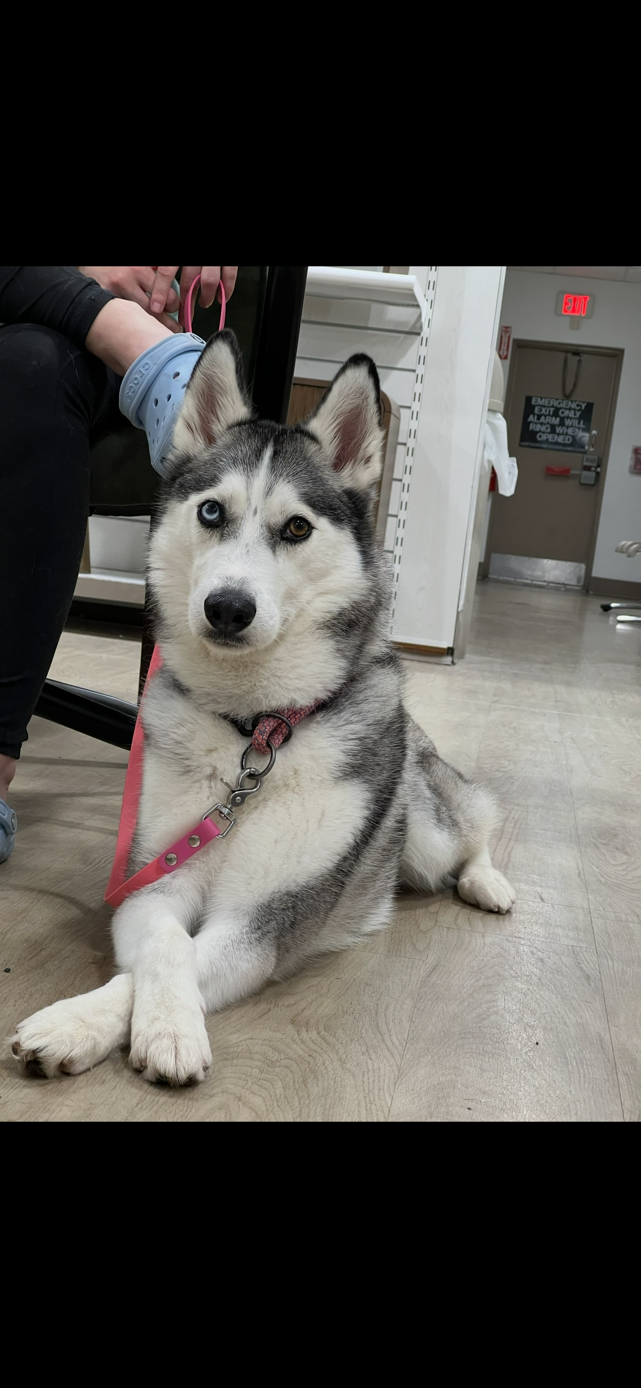 Leia