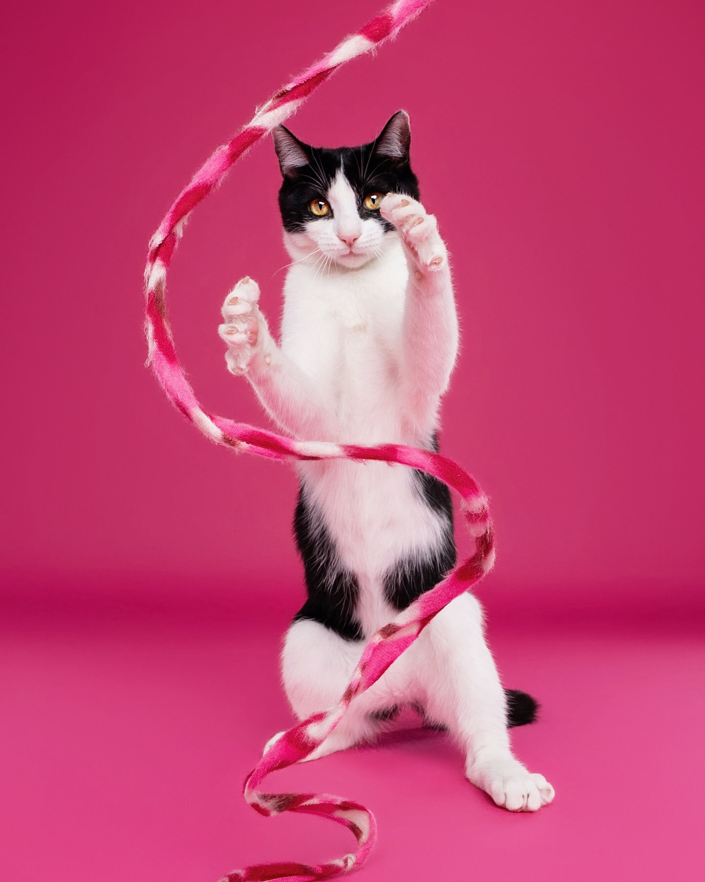 Sugar Spice, tuxedo Domestic Shorthair cat talent, playing with ribbon toy on set