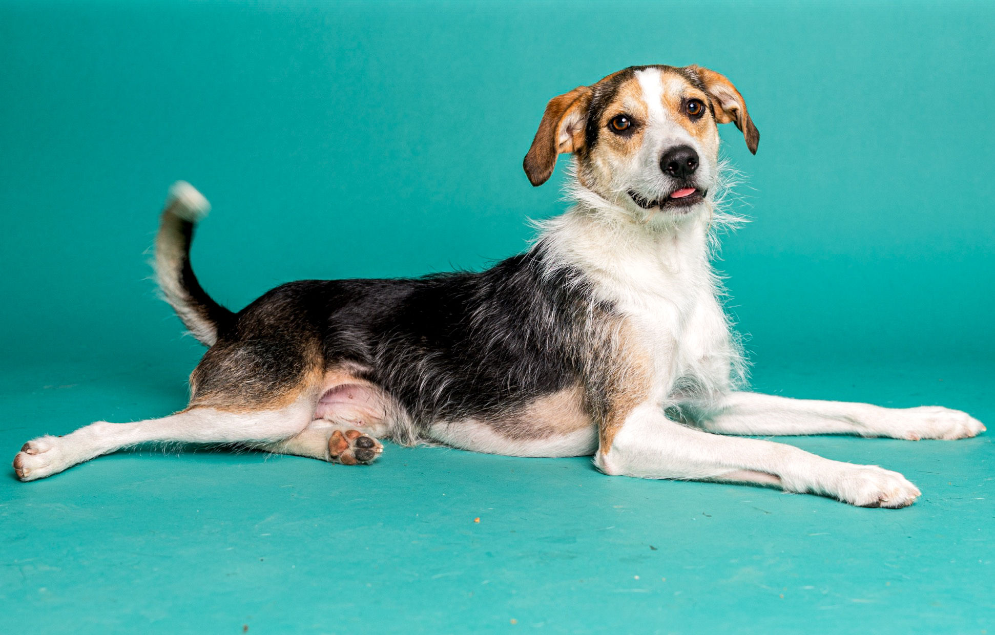 Rous | Dog
