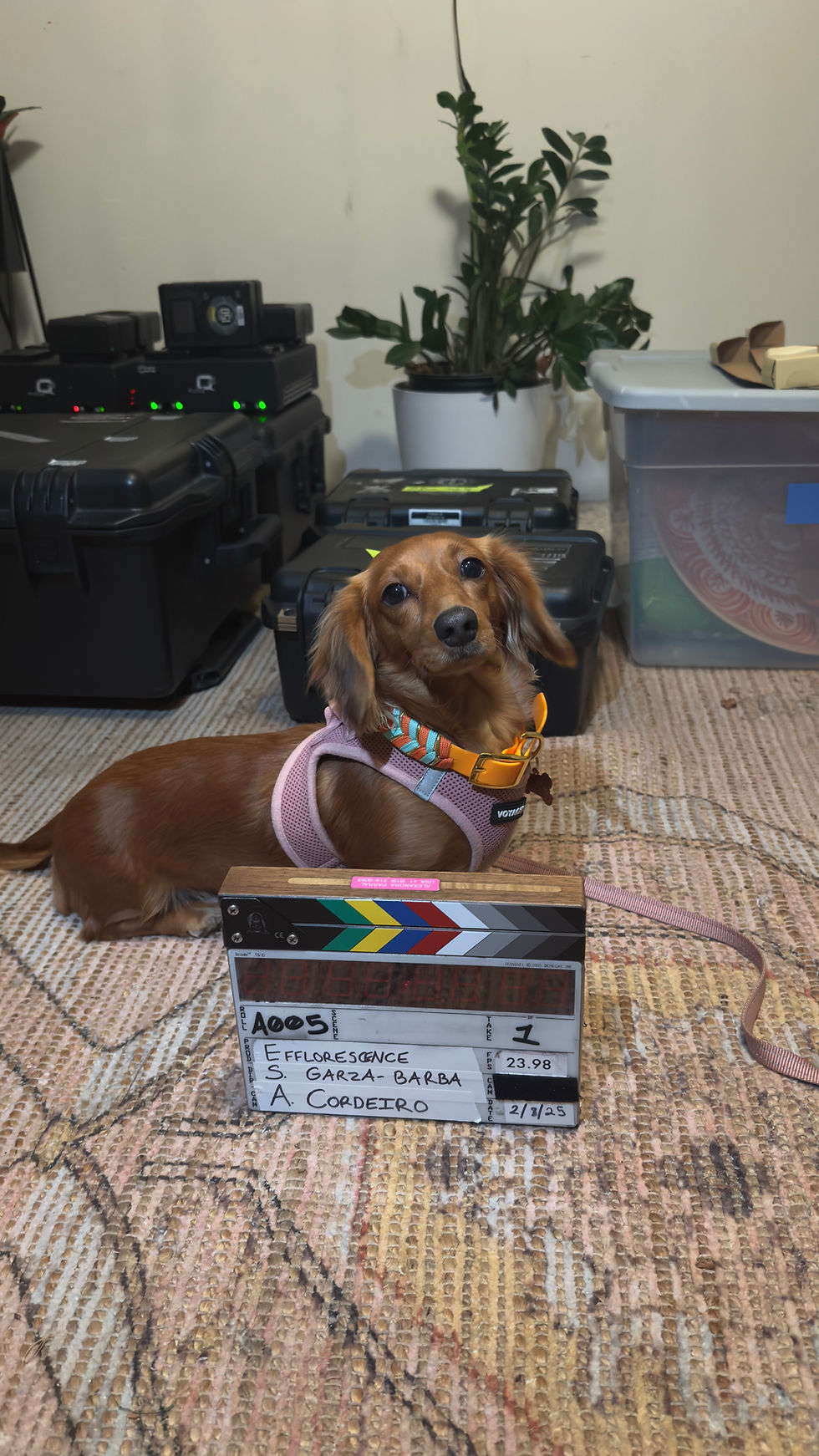 trained dog on professional film production set