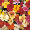mimulus1-jpg.jpg