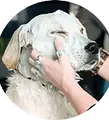 dog wash