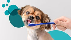 dog teeth cleaning