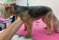 pet groom