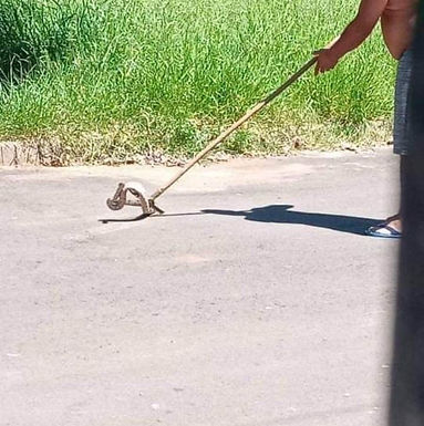Mato alto atrai cobras para casas do Santa Paula e assusta moradores