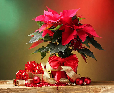 Floriculturas de Catanduva apostam na venda de plantas e decorações natalinas