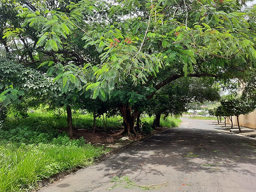 Por mais segurança, moradores da Vila Soto cobram limpeza e poda de árvore