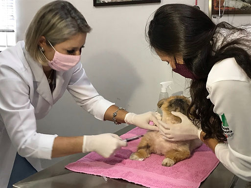 Veterinária fala sobre prevenção ao câncer de próstata em pets
