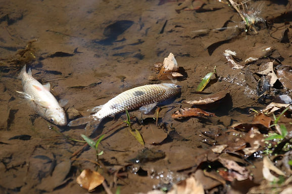 Após denúncia, Cetesb nega mortes de peixes no Rio da Onça em Novais
