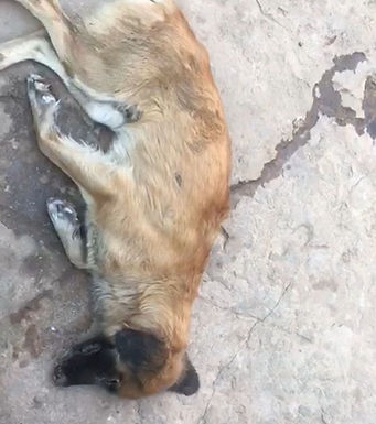 Protetores de animais relatam surto de cinomose em Catanduva