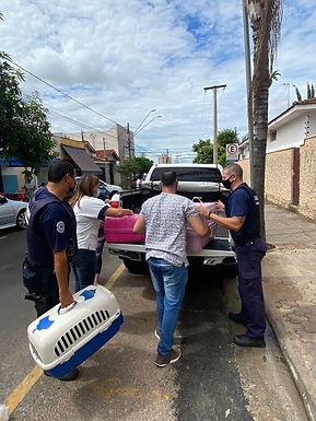 Patrulha Ambiental resgata 87 porquinhos-da-índia em local insalubre