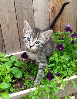 Clover