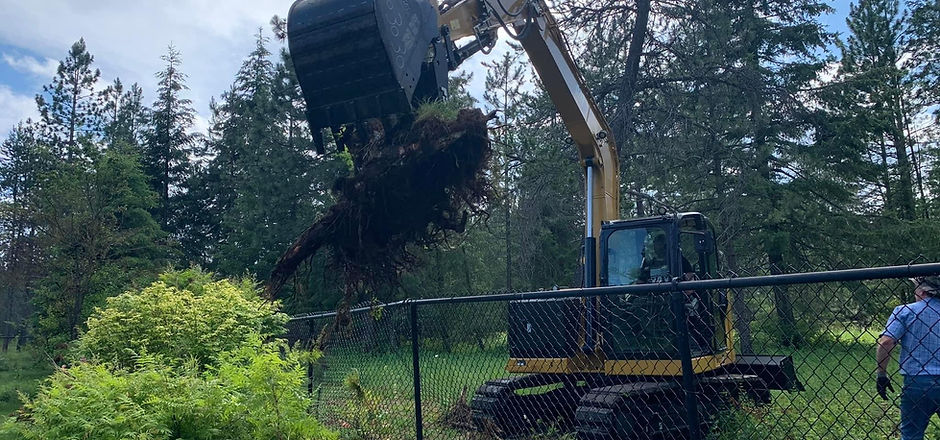 Stump removal from fallen tree.jpeg