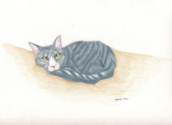 2016-10-09_SamsCat (Large)