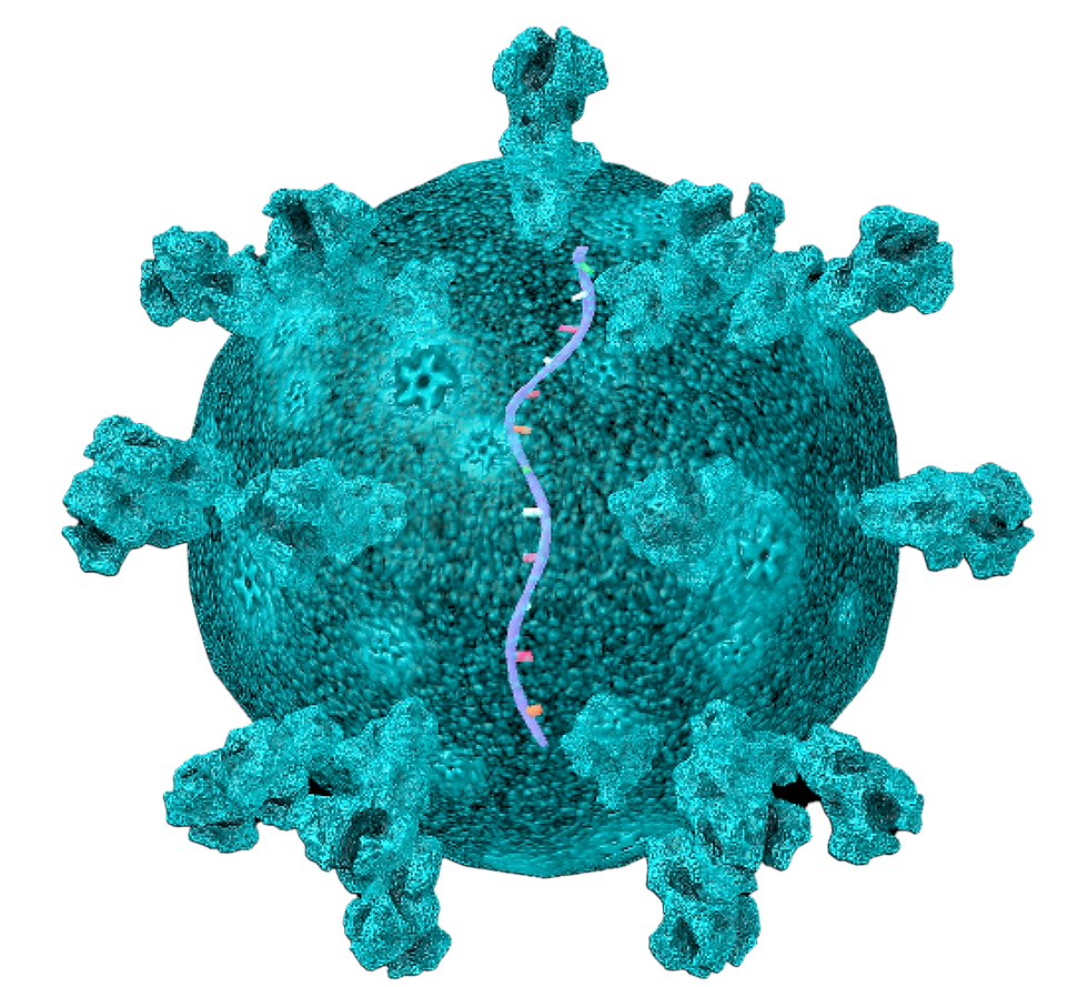 Corona Virus aka SARS-CoV2