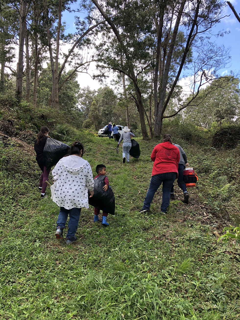 Hālau members removing invasive plants