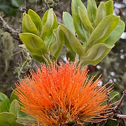 Liana Macdonald-Kainoa: (808) 209-0596