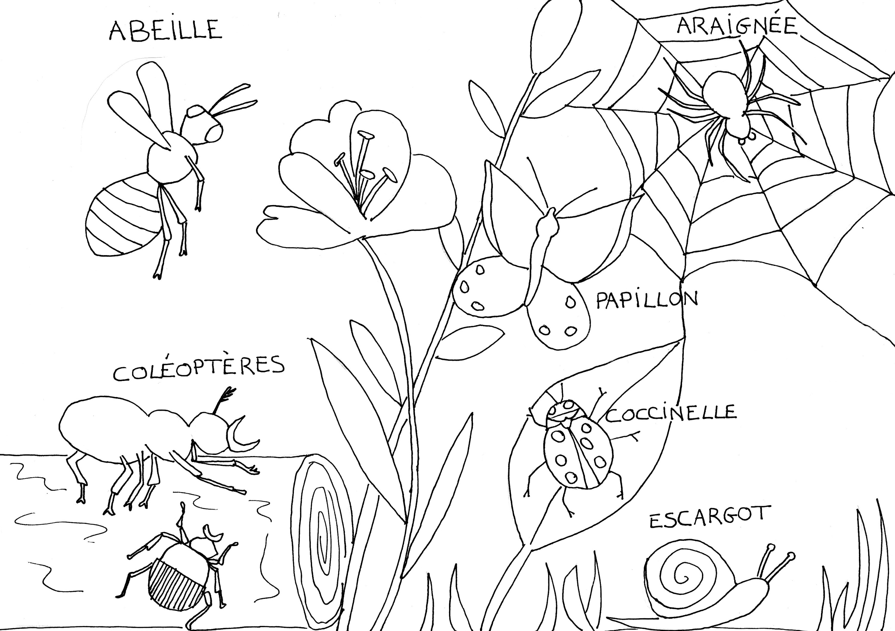 Coloriages nature  La Bulle ô Momes  Nantes