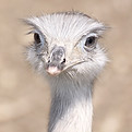 Ostrich