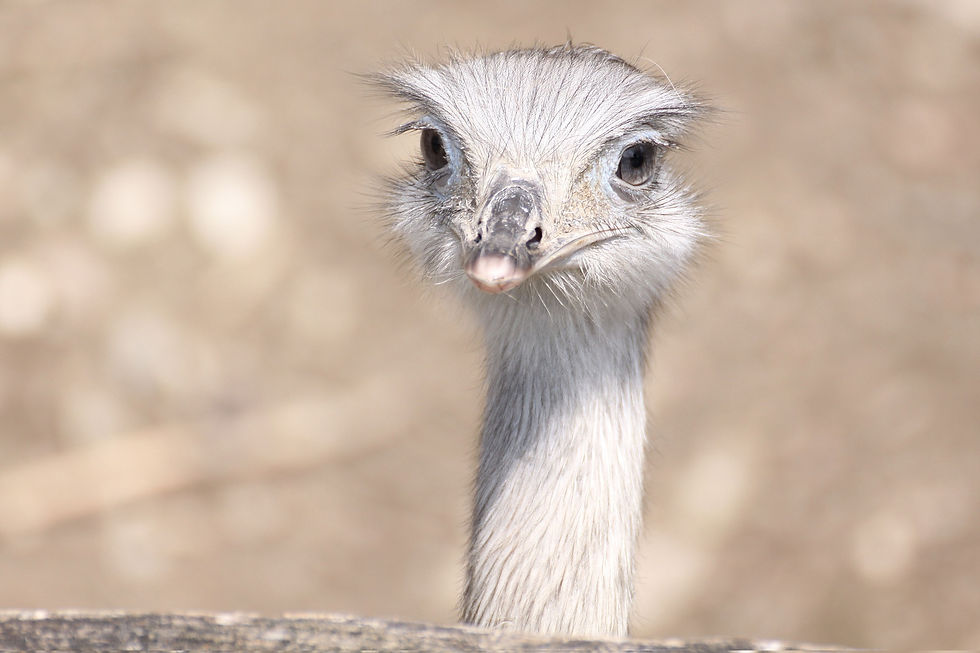 Ostrich Close-Up