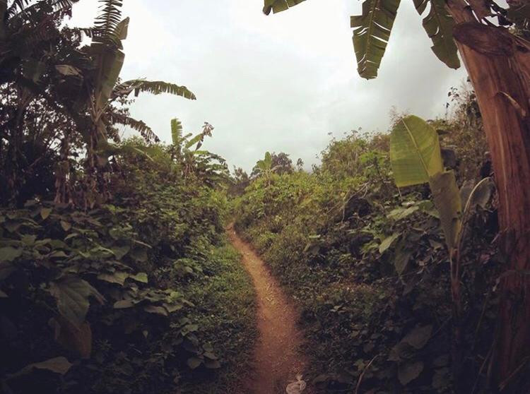campos de bananeiras em STP