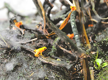 Orange Frogs in Habitat