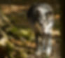 stalking wolf.jpeg