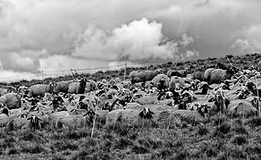 IMG_1305_DxO70.jpg