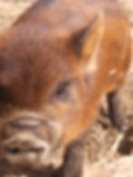 Kunekune pigs