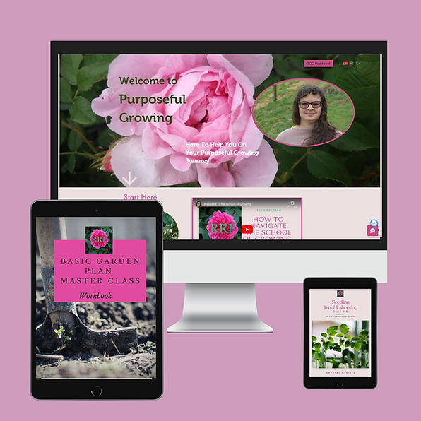 Store Mockups (13).jpg