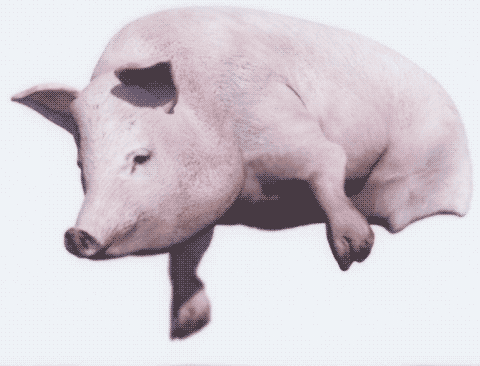 pig.gif