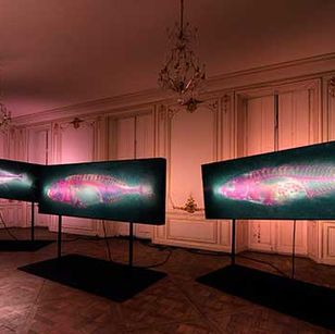 Curatorial: Brandon Ballengée: Ti-tânes and Other Myths of the Anthropocene @ Bannister Gallery