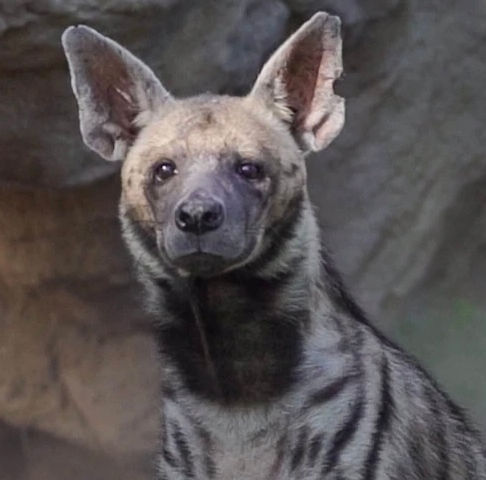 Striped hyena portrait, looking directly at the camera with rock background, DUBAI DOO