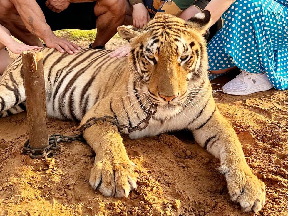 People petting a tiger with a chain around its neck on dry land.