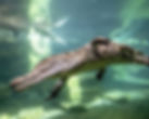 Crocodile underwater, swimming gracefully, other crocodiles visible in background, wildlife scene